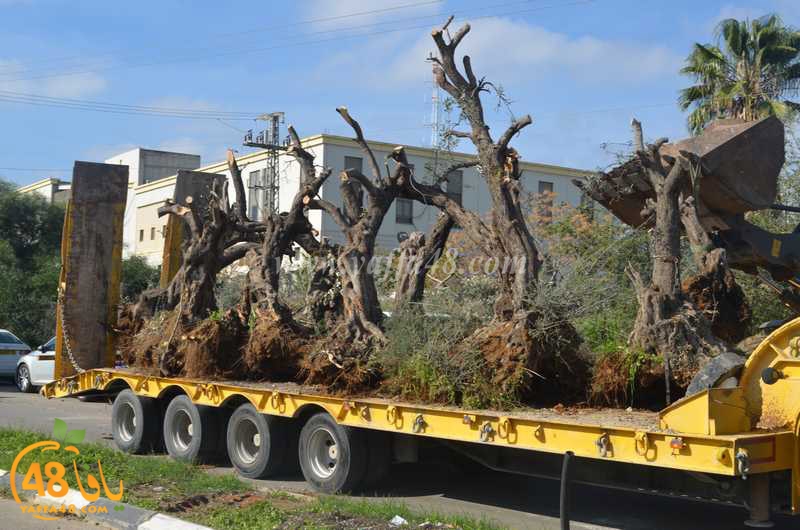 hadm ramla zatoen (3).JPG